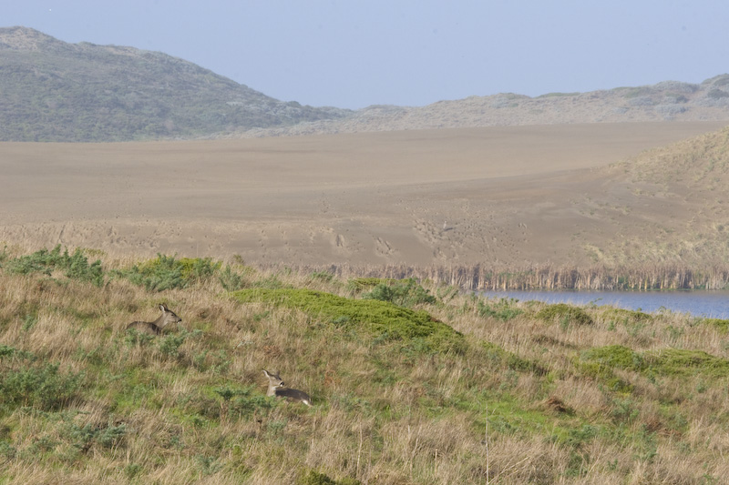 Mule Deer On Hillside